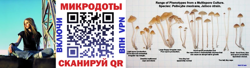 закладки  Судогда  это клад  Псилоцибиновые грибы мицелий 